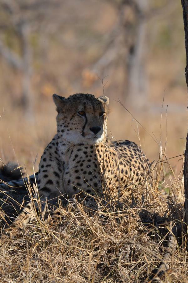Mzsingitana Tented Camp Худспрут Экстерьер фото