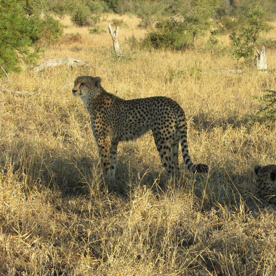 Mzsingitana Tented Camp Худспрут Экстерьер фото